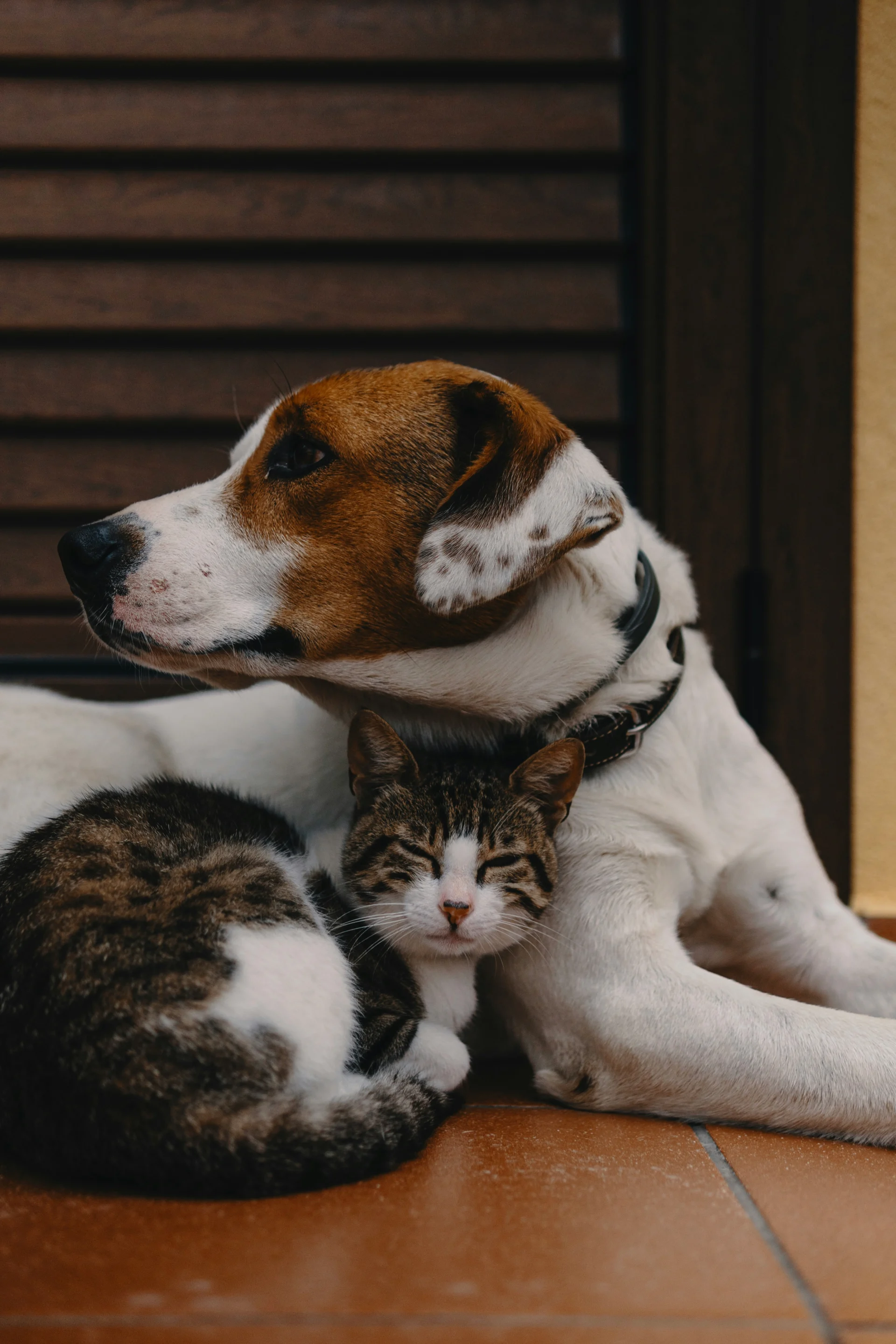 Gato y perro juntos - Plan de pago anticipado Puente Arcoíris